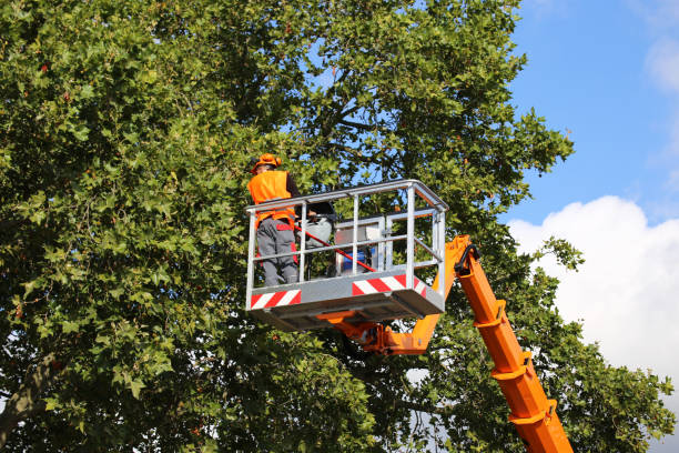 Best Best Tree Removal Services  in Albuquerque, NM